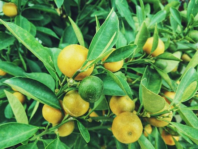 limoni