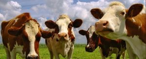 Blue Tongue, per la Sicilia uno status unico per favorire la commercializzazione dei bovini Blue Tongue, per la Sicilia uno status unico per favorire la commercializzazione dei bovini