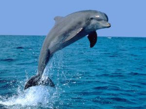 Pesca, alle Eolie dissuasori acustici per allontanare i delfini Pesca, alle Eolie dissuasori acustici per allontanare i delfini