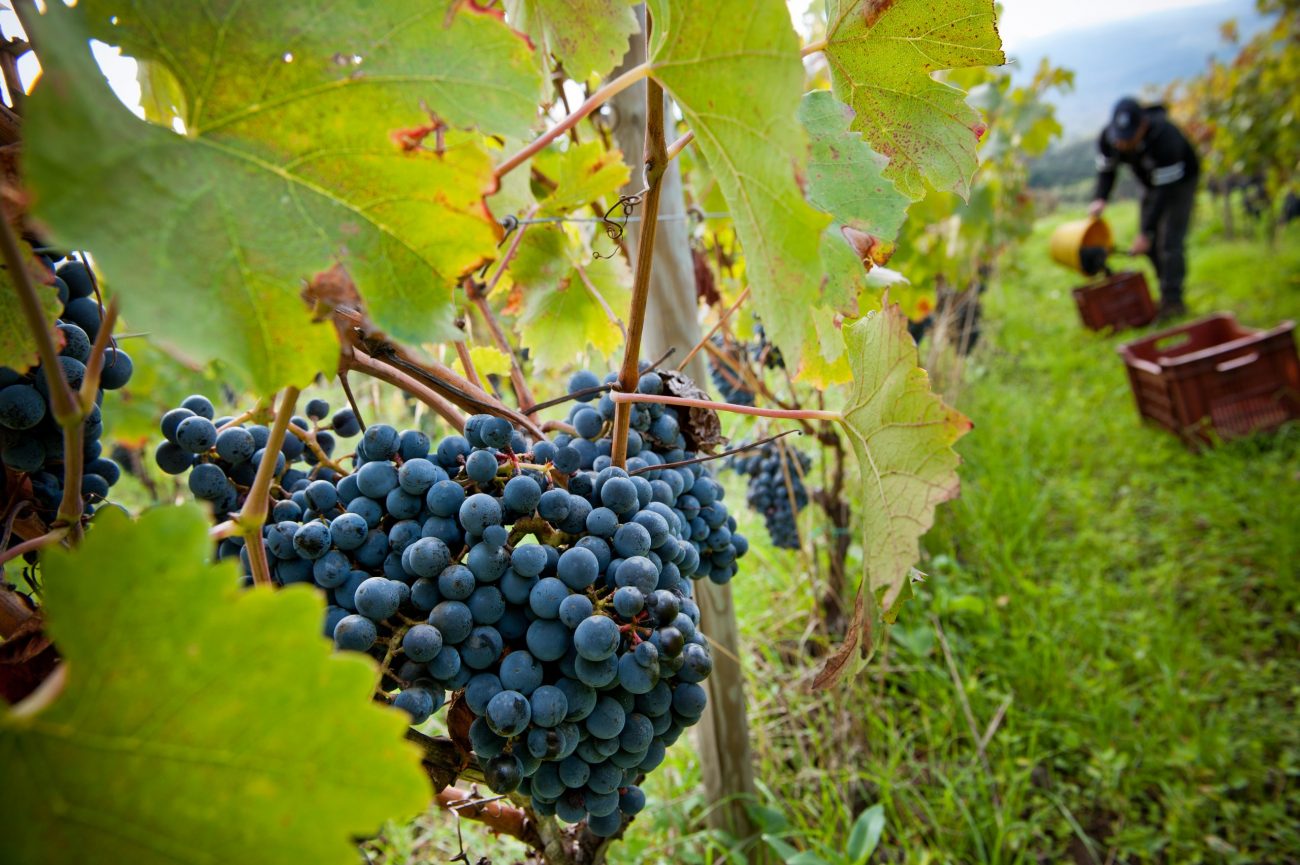 Grande successo della Sicilia al Vinitaly 2017, sold out tutte le degustazioni