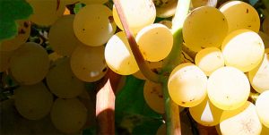 Grillo e Nero D’Avola restano nella Doc Sicilia Grillo e Nero D’Avola restano nella Doc Sicilia