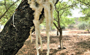 Sulle Madonie un Consorzio lavora per il rilancio della manna Sulle Madonie un Consorzio lavora per il rilancio della manna