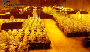 Scoperta maxi piantagione di marijuana nel Trapanese, 5 arresti Scoperta maxi piantagione di marijuana nel Trapanese, 5 arresti