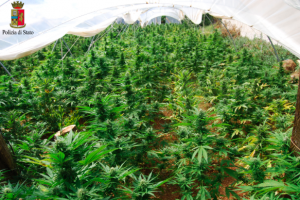 Mazara del Vallo, scoperta piantagione di cannabis: arrestato un 40enne Mazara del Vallo, scoperta piantagione di cannabis: arrestato un 40enne