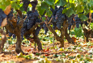 Solo il Nero d’Avola siciliano può essere etichettato nell’Unione europea Solo il Nero d’Avola siciliano può essere etichettato nell’Unione europea