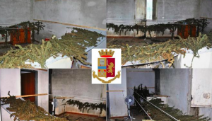 Niscemi, arrestato imprenditore: aveva in casa 29 kg di marijuana Niscemi, arrestato imprenditore: aveva in casa 29 kg di marijuana