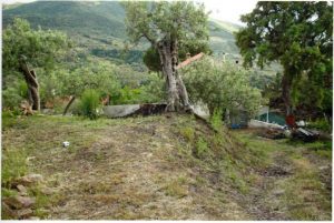 San Mauro Castelverde, finanziato progetto per la frazione di Borrello San Mauro Castelverde, finanziato progetto per la frazione di Borrello