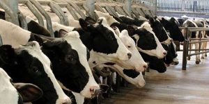 In Italia gli allevamenti intensivi sono insostenibili In Italia gli allevamenti intensivi sono insostenibili