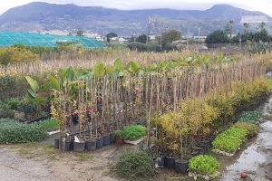 Piana degli Albanesi alberi