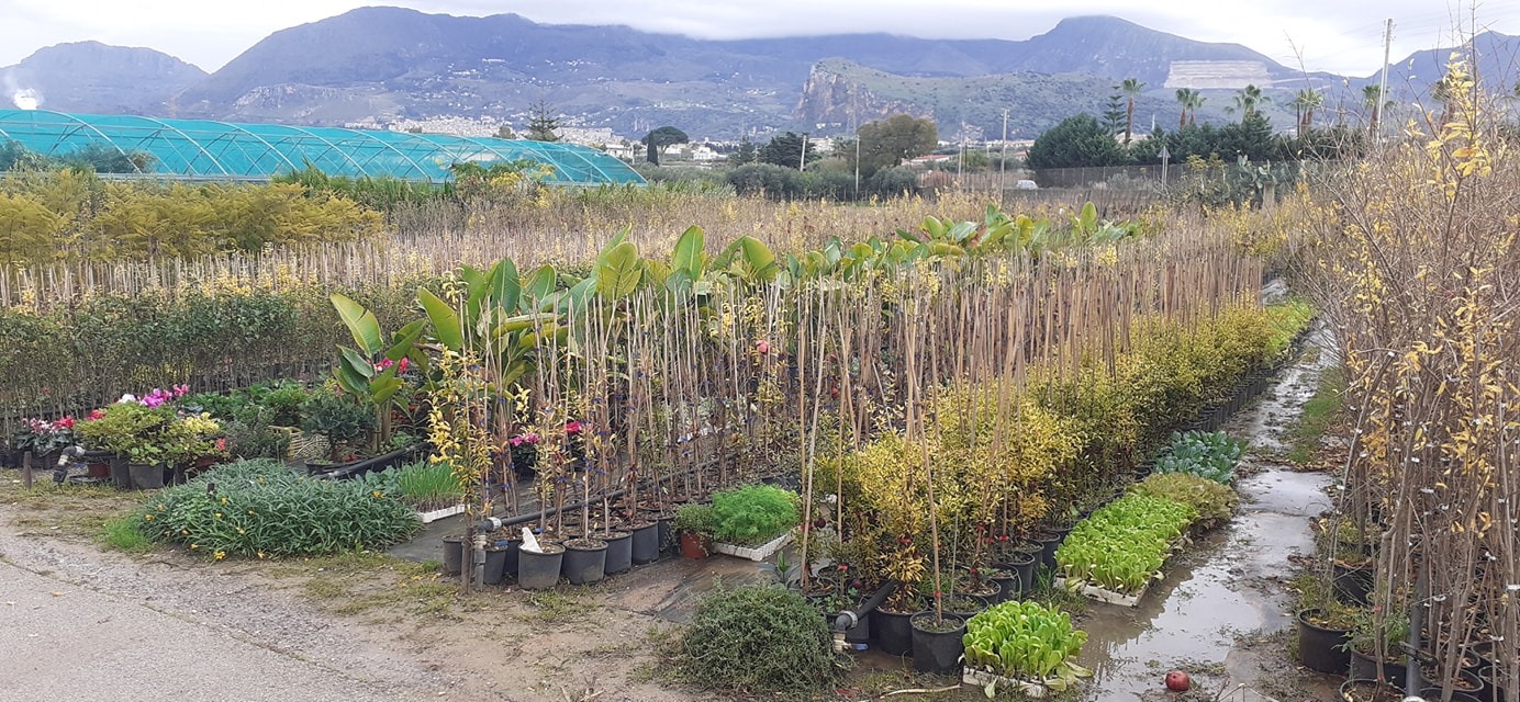Piana degli Albanesi alberi