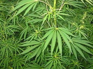 Marijuana terapeutica, in Sicilia dose pubblica gratuita a malata di sclerosi Cannabis marijuana
