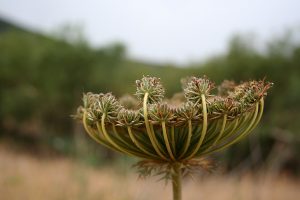 Parco Pantelleria, Sonia Anelli nominata direttore Parco Pantelleria