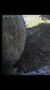 Nebrodi: nuovamente online il nido dell’aquila reale Nebrodi aquila reale